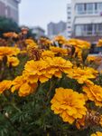 盛開的黃色萬(wàn)壽菊