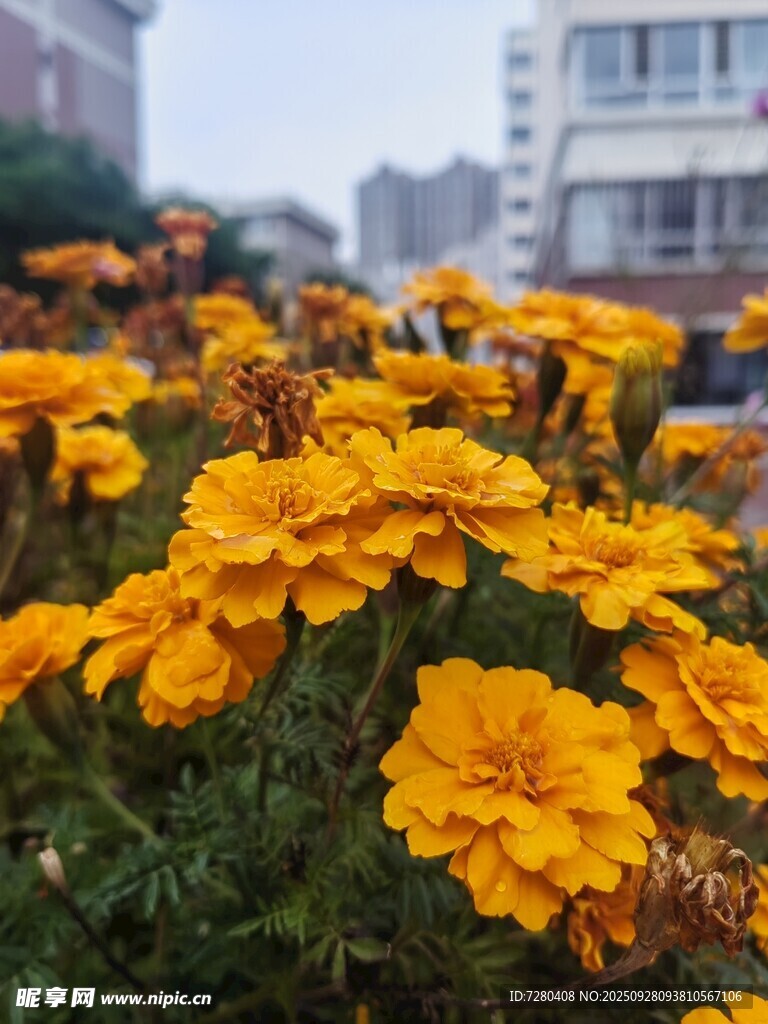 盛開的黃色萬壽菊