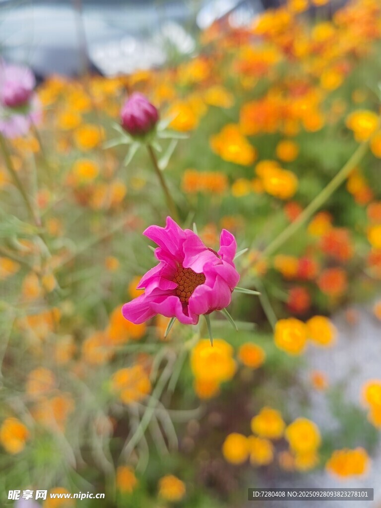 嬌艷粉花綻放多彩花叢