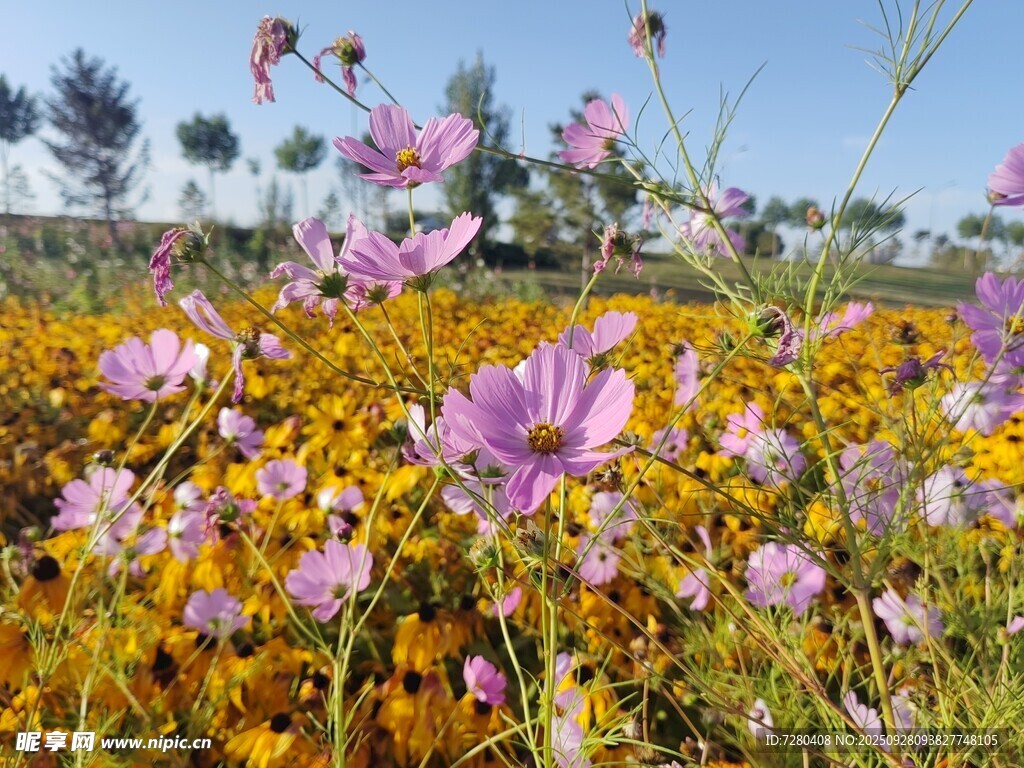 格桑花
