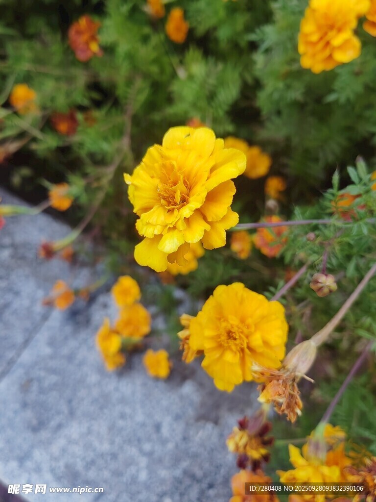 石邊綻放的艷麗黃色花朵