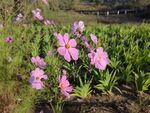 田野中的粉色爛漫花朵