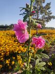 田野中綻放的粉色蜀葵花