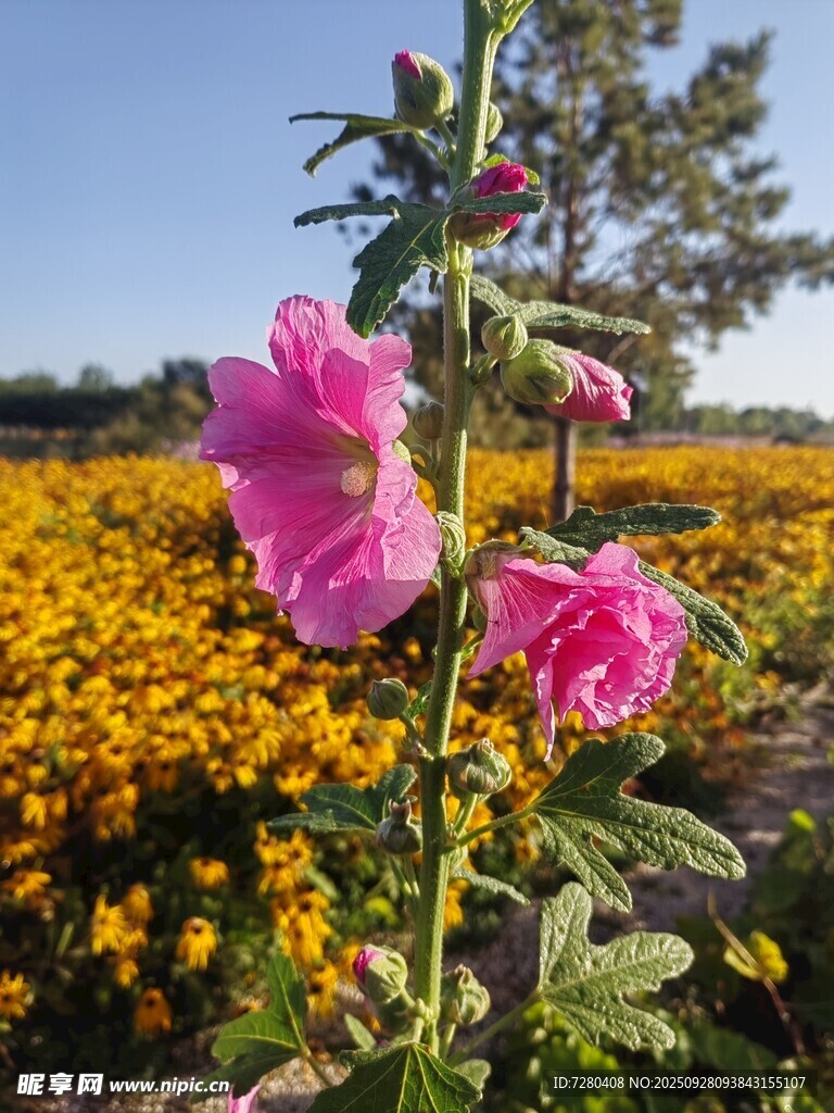 田野中綻放的粉色蜀葵花