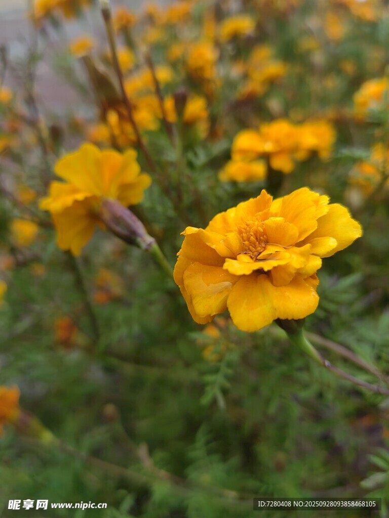 綻放的黃色萬(wàn)壽菊