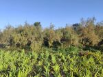田野綠植與遠(yuǎn)處樹木景觀