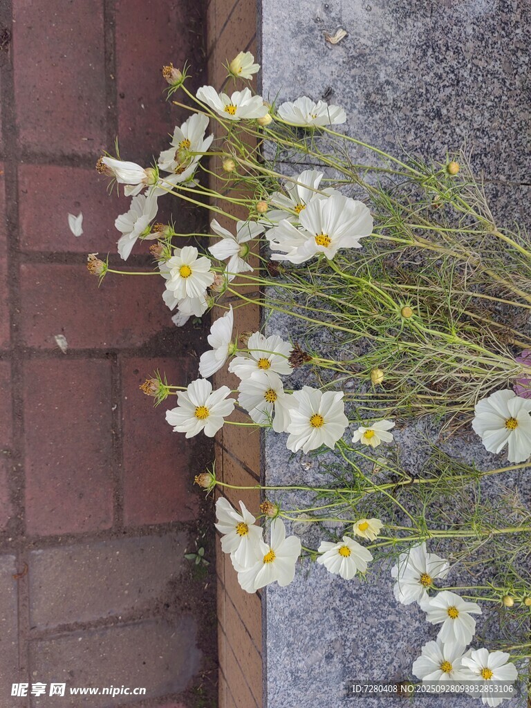 地上擺放的白色清新花卉