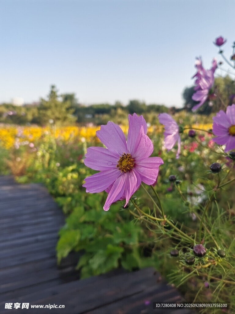 木棧道旁綻放的美麗紫花