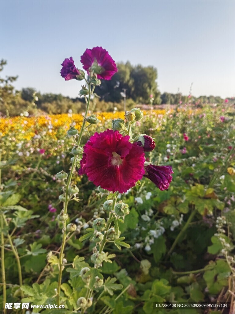 田野中綻放的艷麗紅蜀葵