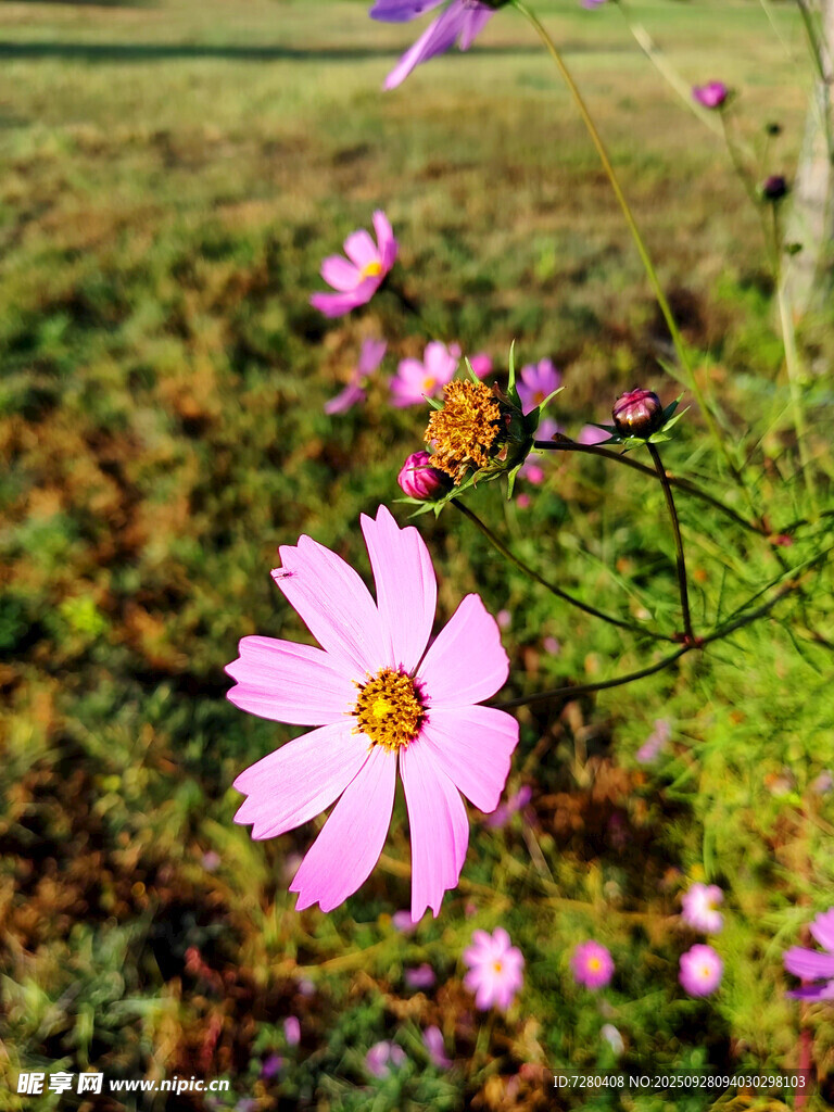 田野中的美麗波斯菊