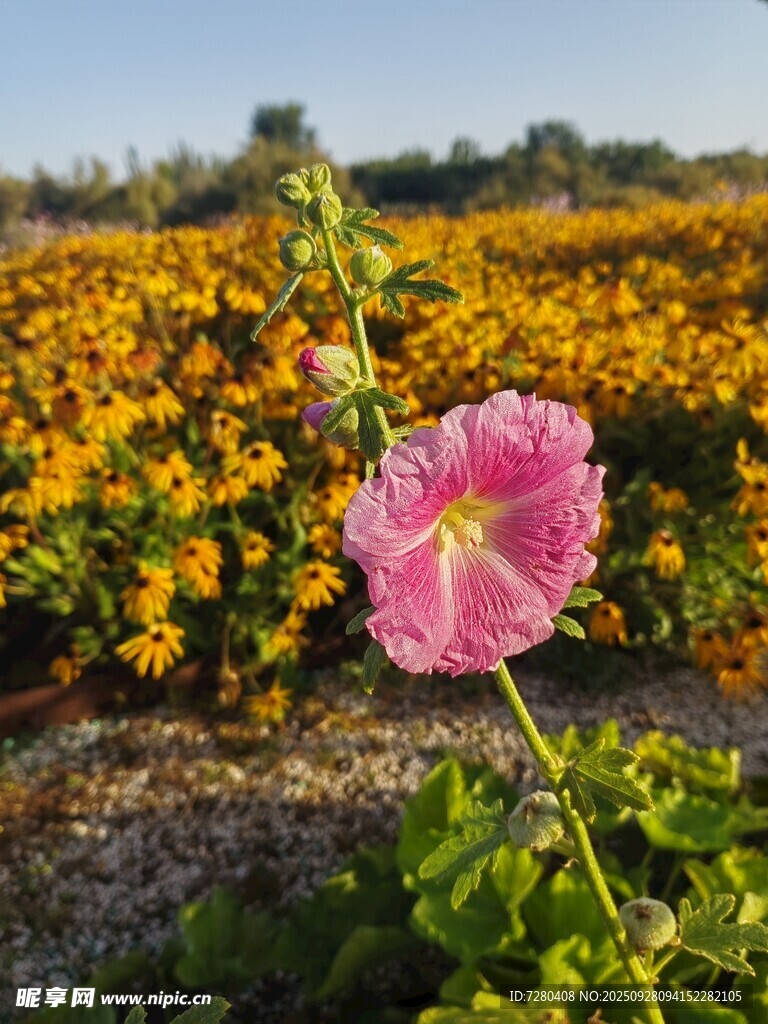 田野中獨放的嬌艷粉花