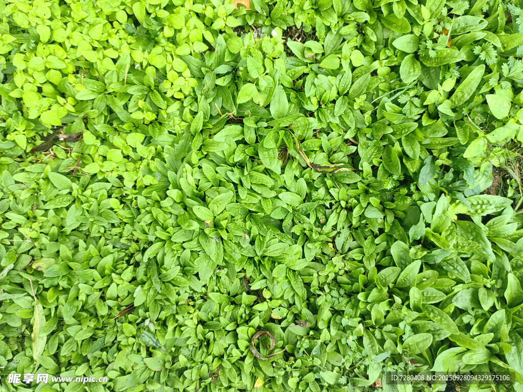 翠綠鮮嫩的綠葉植物