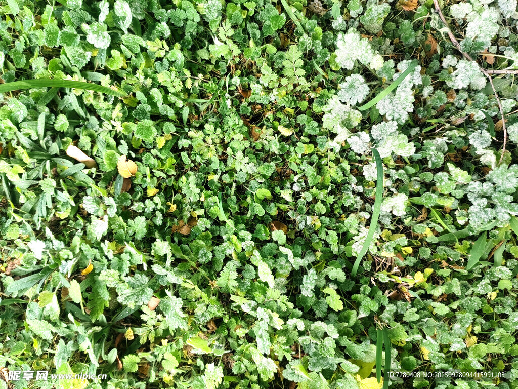 翠綠繁茂的植物墻景觀