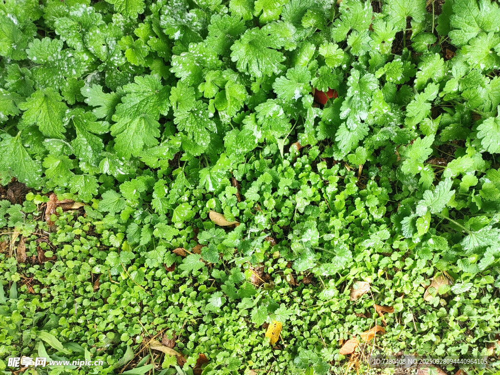 翠綠茂盛的地面植物景觀