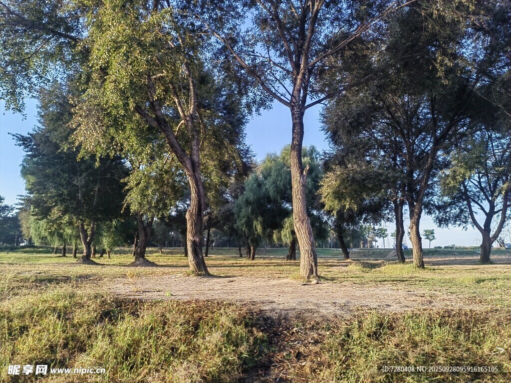 林間草地自然風(fēng)光圖