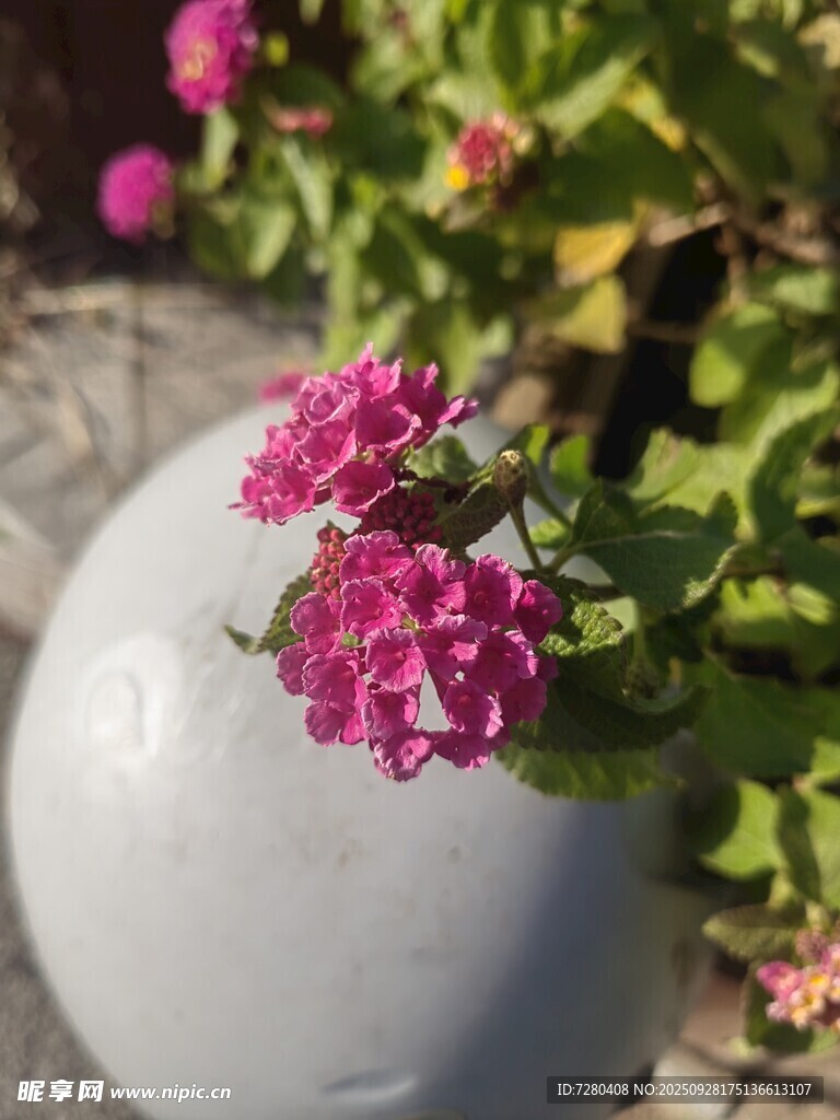 白色花盆中的嬌艷粉花