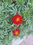 兩朵鮮艷萬壽菊綻放綠葉間