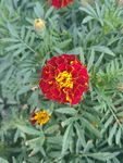 鮮艷紅萬壽菊綻放綠葉間