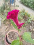 艷麗雞冠花盆栽特寫