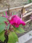 嬌艷綻放的紫紅色花朵