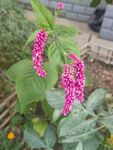 粉紅花朵綻放綠葉間