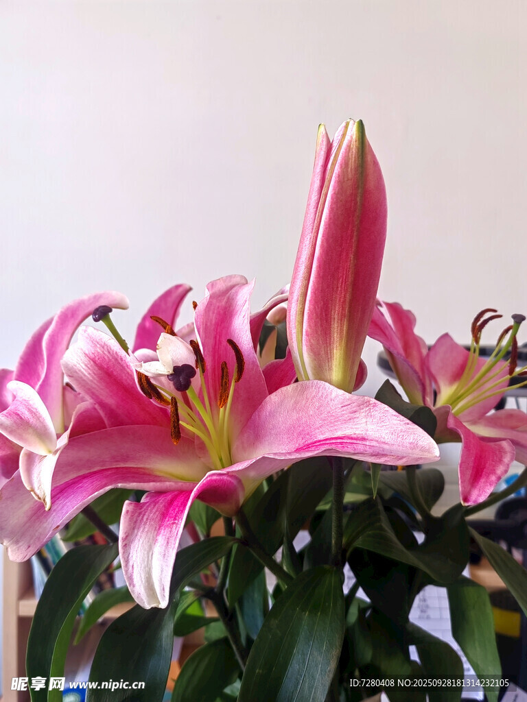 粉色百合花綻放
