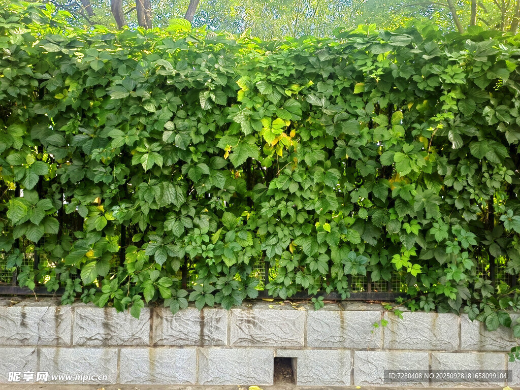 爬滿綠植的磚墻一角