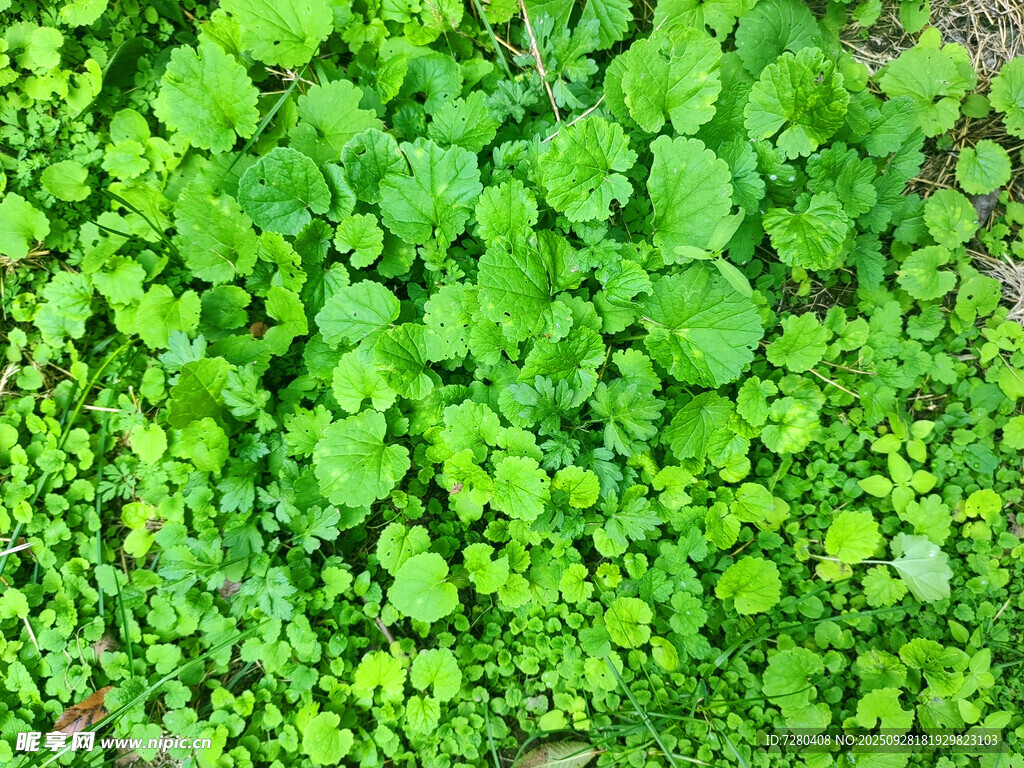 翠綠鮮嫩的綠葉植物
