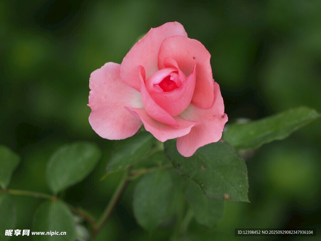 嬌艷粉色月季花
