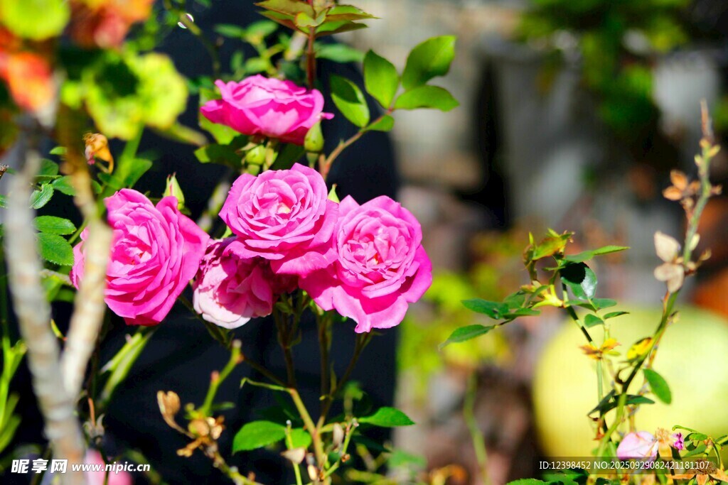 嬌艷粉色薔薇綻放
