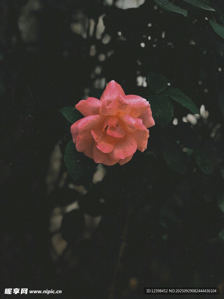 嬌艷單朵粉玫瑰