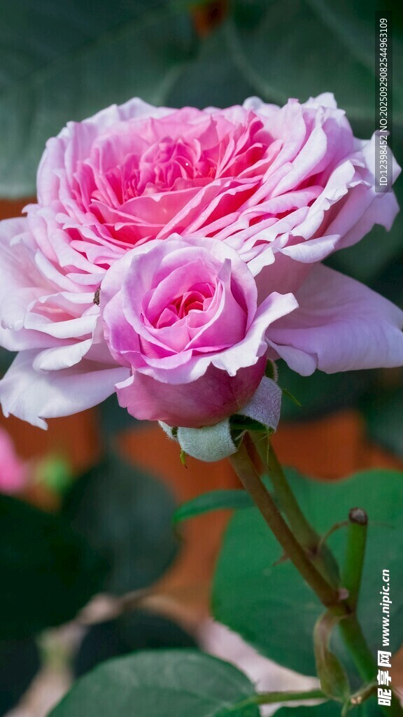 嬌艷雙色月季花綻放