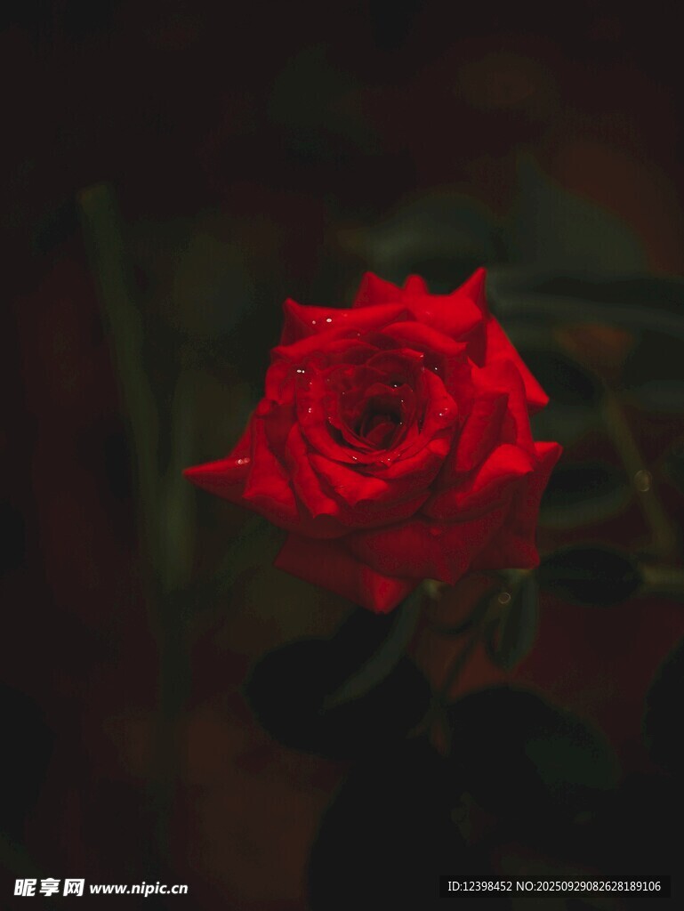 嬌艷紅玫瑰特寫