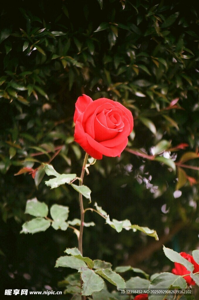嬌艷紅玫瑰綻放于綠葉間