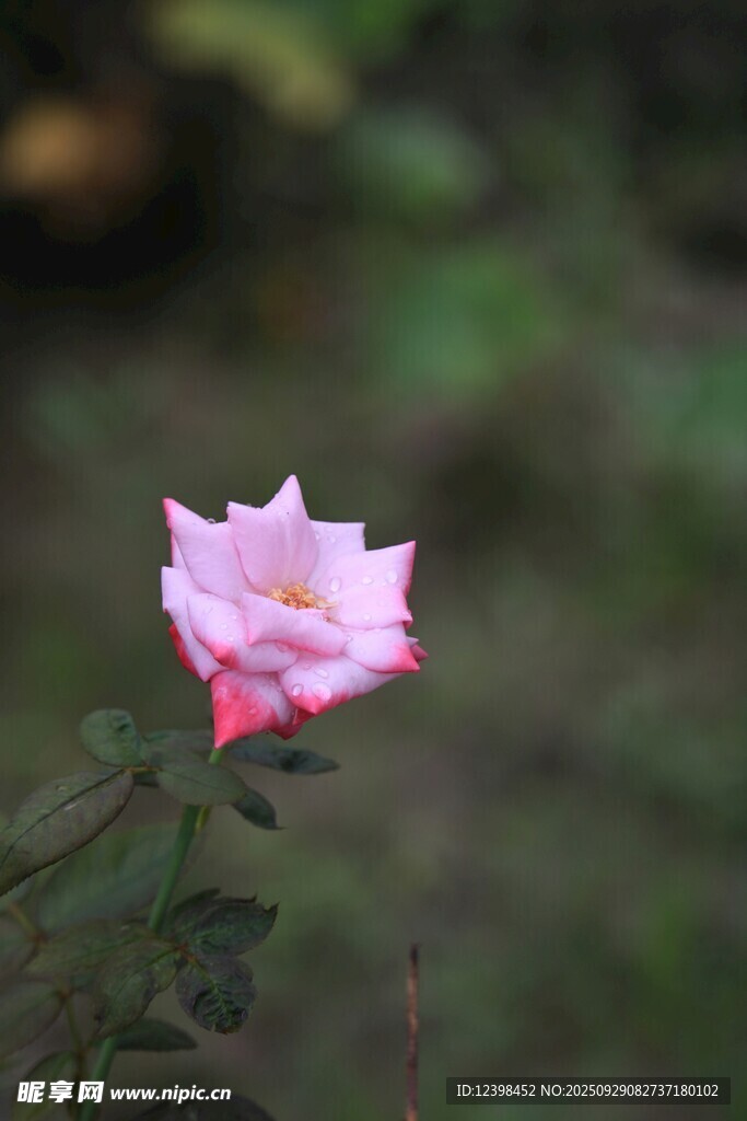 嬌艷粉色單朵玫瑰花