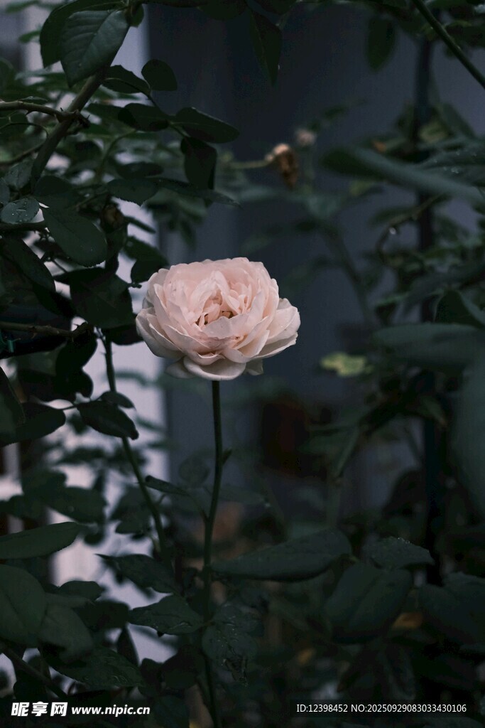 水中綻放的淡粉色玫瑰花