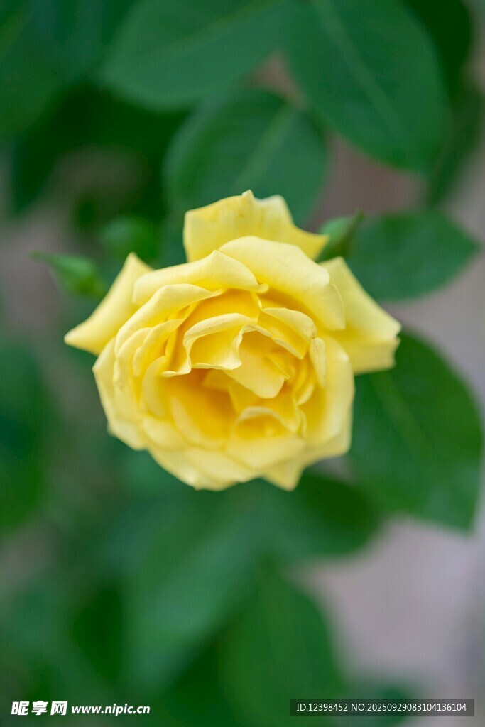黃色嬌艷月季花
