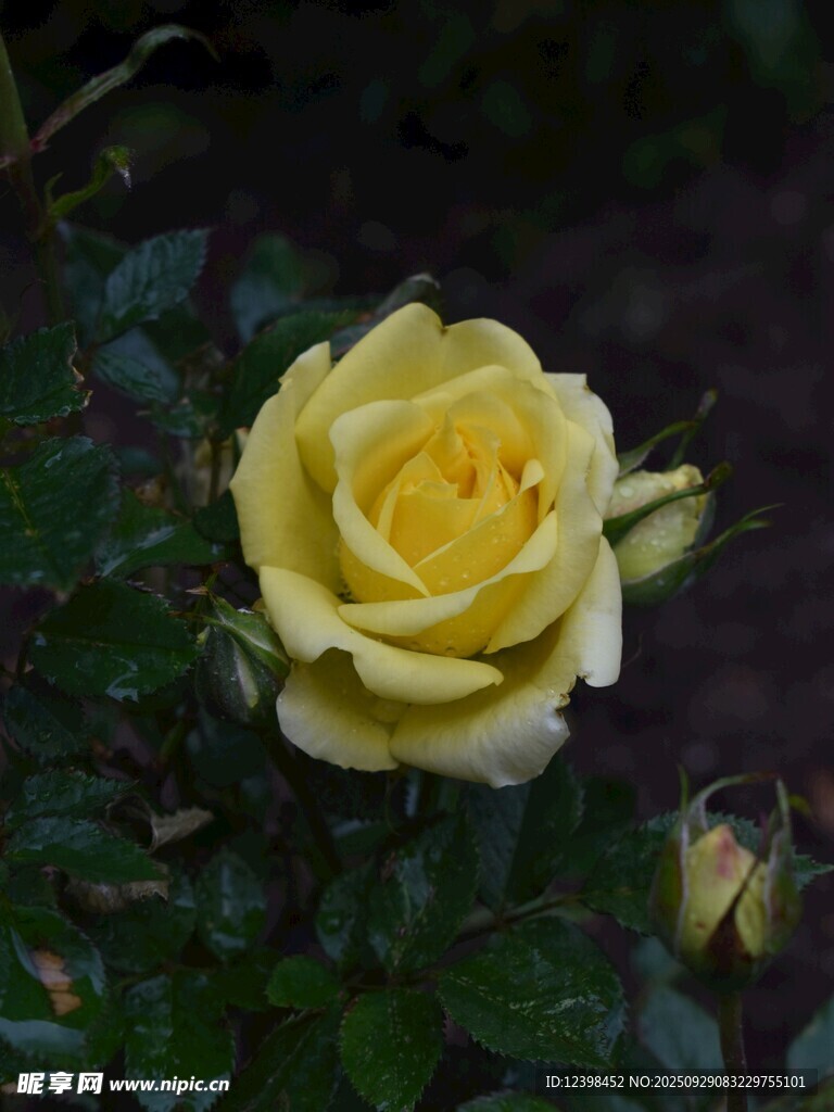 黃色嬌艷月季花