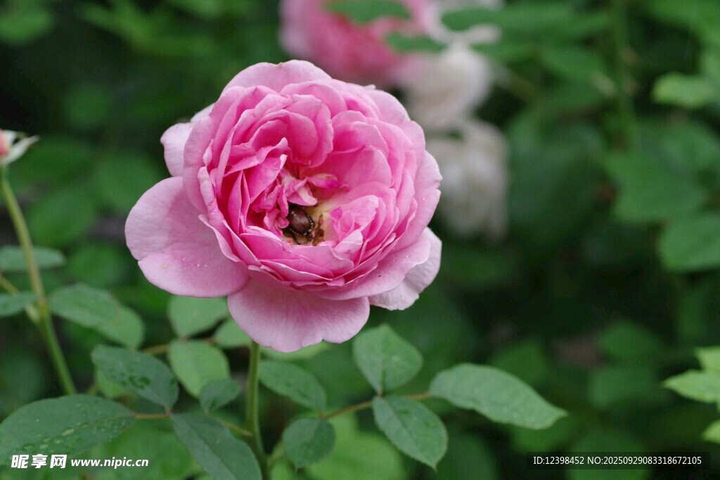 粉色薔薇上的蜜蜂