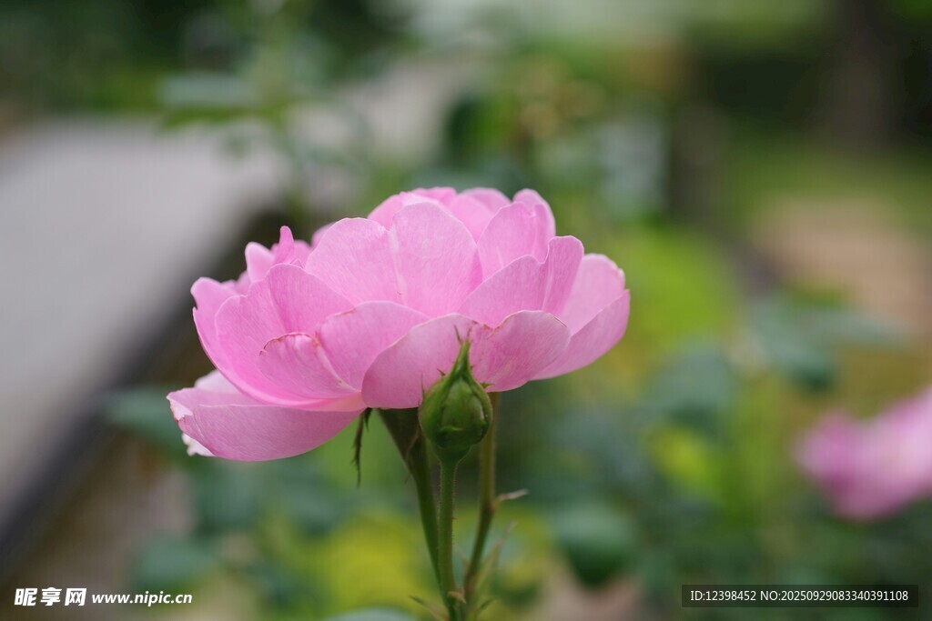 嬌艷粉色月季花