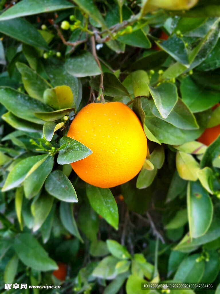 枝頭飽滿的橙色果實