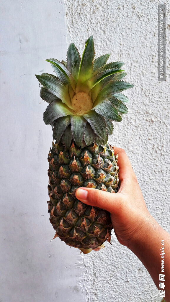 手托新鮮菠蘿