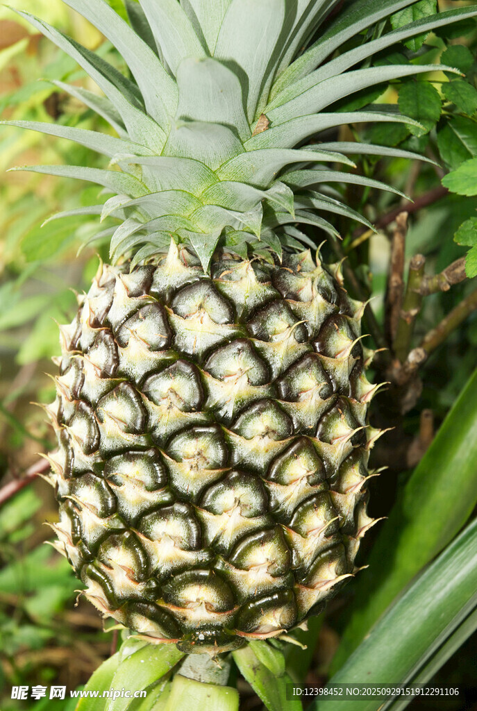 新鮮菠蘿特寫(xiě)