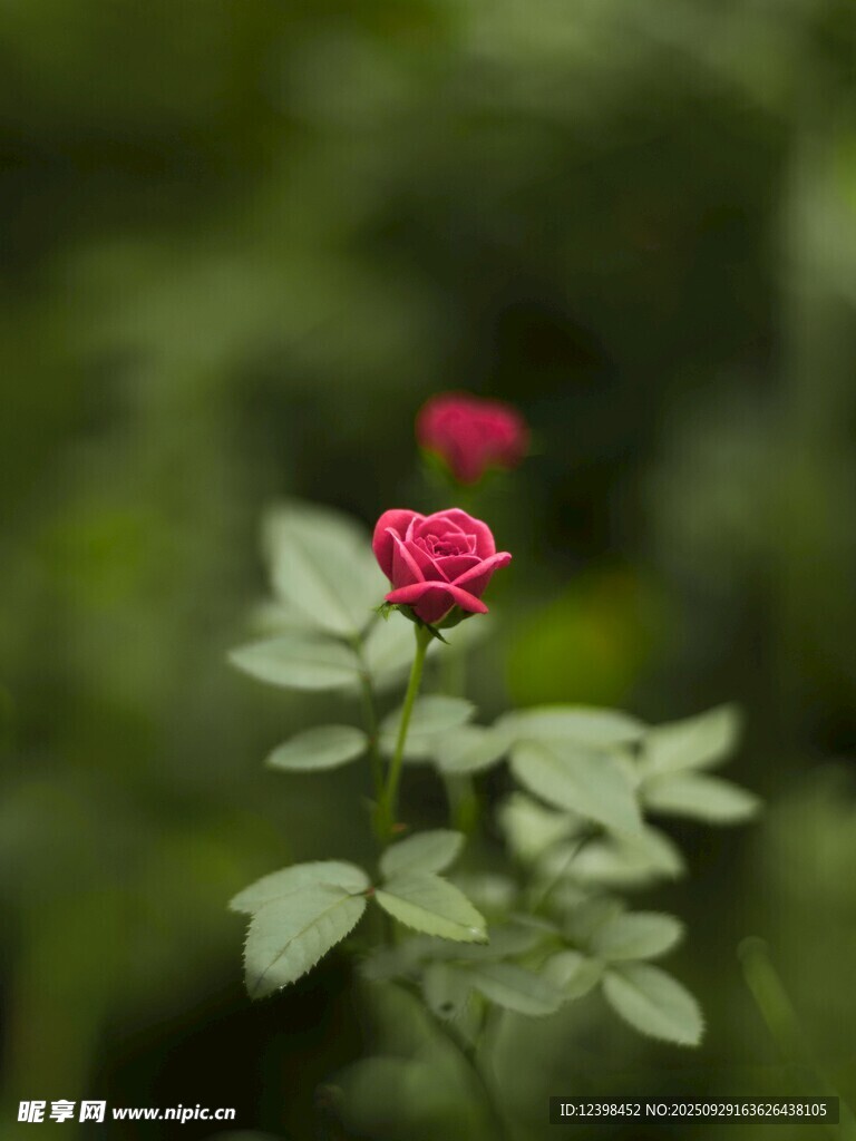 嬌艷紅玫瑰綻放于綠野