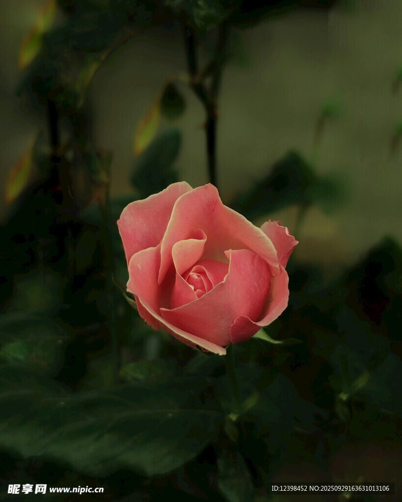 嬌艷粉色單朵月季花
