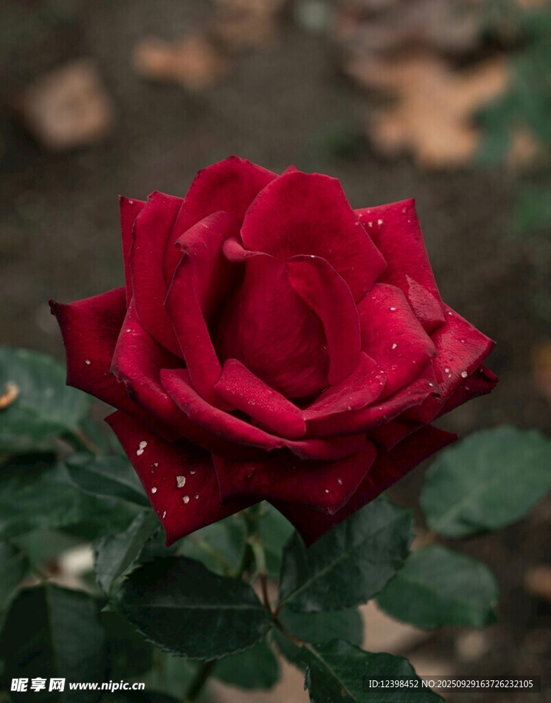 帶露紅玫瑰