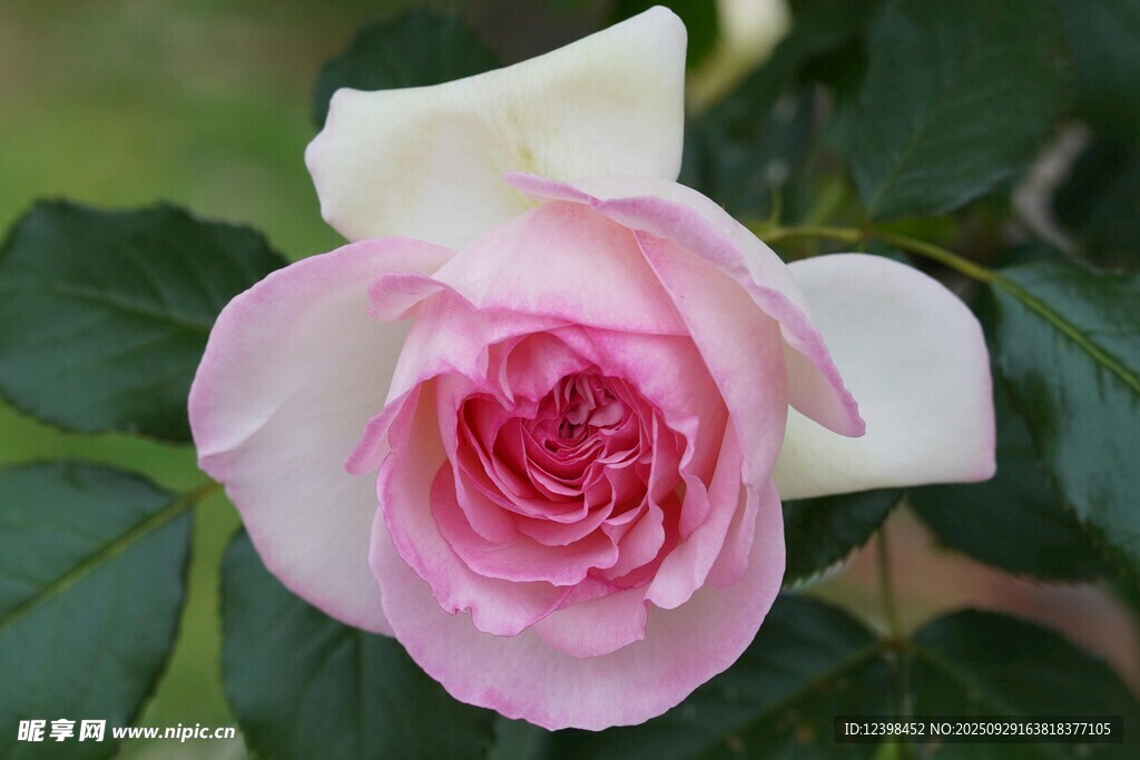 粉色嬌艷月季花