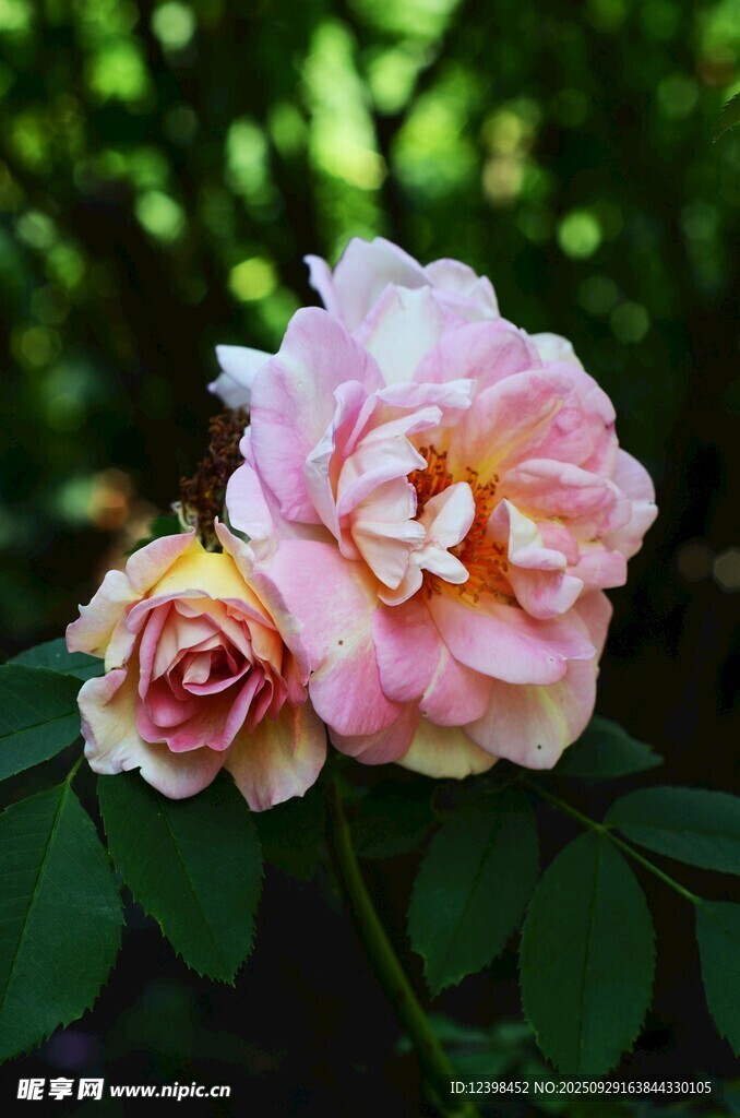 嬌艷雙色月季花綻放