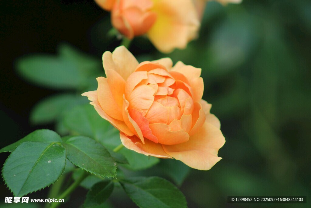 橙黃色嬌艷月季花