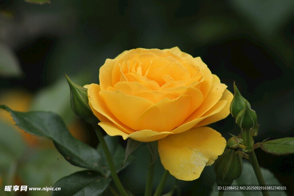 黃色嬌艷月季花
